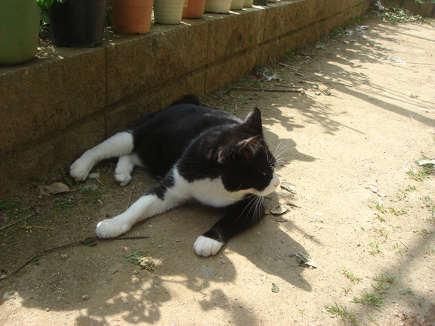 DSC00117 お向かいさんちのねこちゃん。